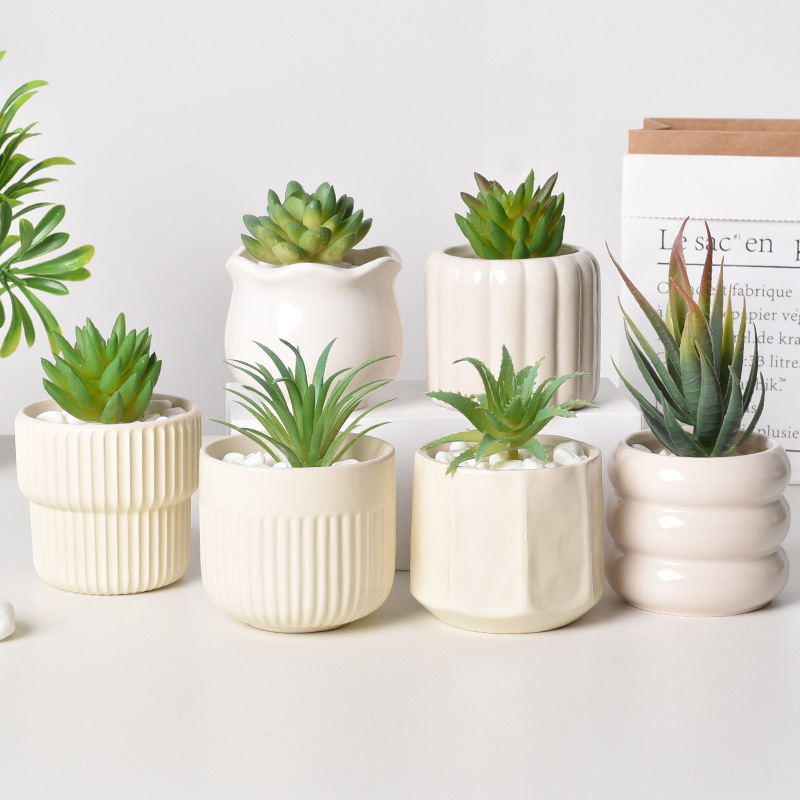 Jardinière succulente à arrosa - Echeveria Succulent avis et prix