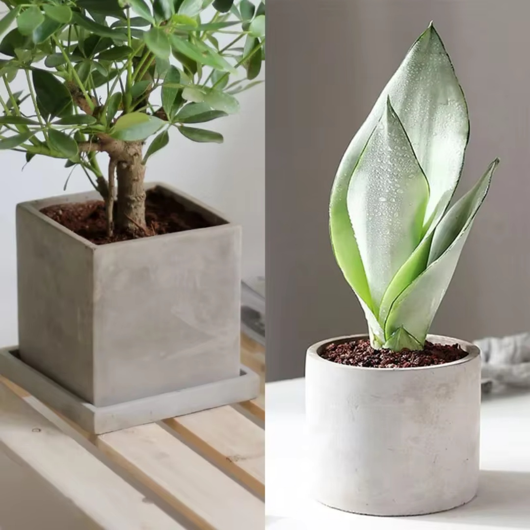Moule en silicone pour pot de  - Echeveria Succulent avis et prix